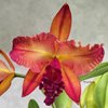 blc. Suzuk's Red Flare 'Nagase'.
